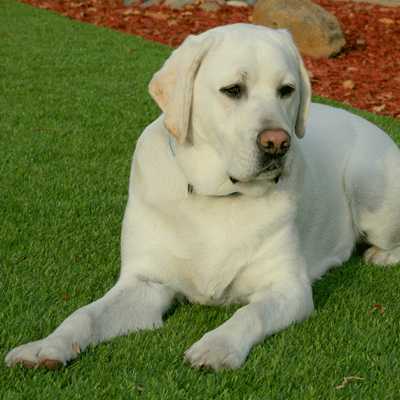 Artificial Turf Pet Odor Removal bay area Artificial Turf Pet Odor Removal bay area